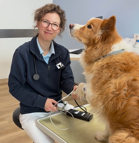 Dieses Bild zeigt eine Tierärztin, die bei einem Hund, der auf dem Behandlungstisch sitzt, den Blutdruck misst. 
