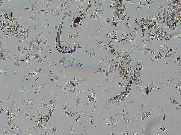 Demodex cati