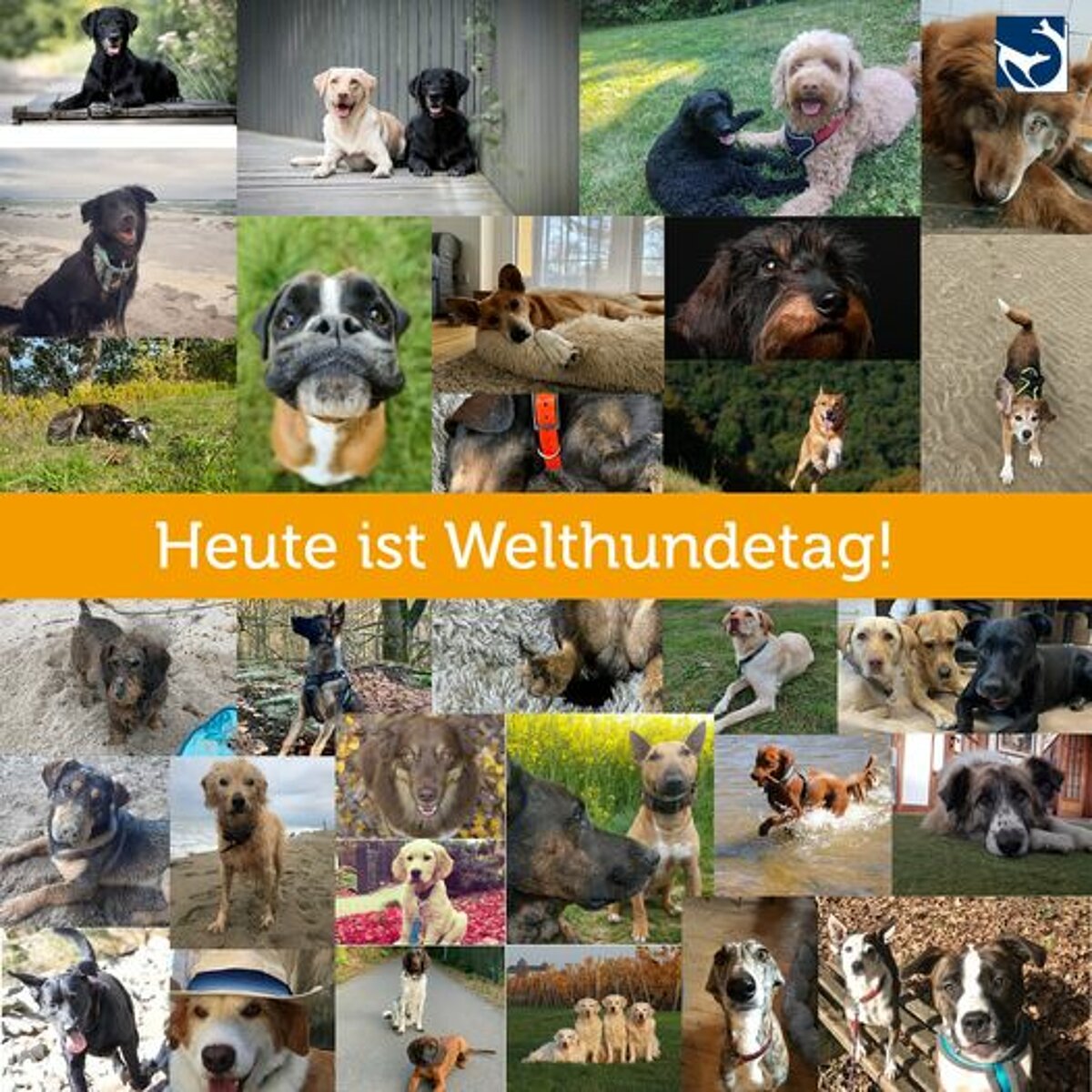 Heute ist Welthundetag! Tierklinik Hofheim