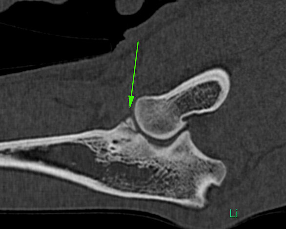 CT-Bild: Coronoid-Pathologie bei einem Hund. 