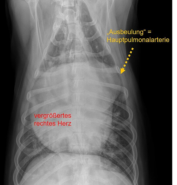 Abbildung 13: In der ventrodorsalen Röntgenaufnahme des Brustkorbes (auf dem Rücken liegend) ist das Herz sehr breit und füllt fast den gesamten Brustkorb aus. Die Hauptlungenarterie ist stark verbreitert, ein Zeichen für einen lange bestehenden Lungenhochdruck (chronische pulmonale Hypertension). Die Prognose ist aufgrund des Rechtsherzversagens für diesen Hund schlecht.