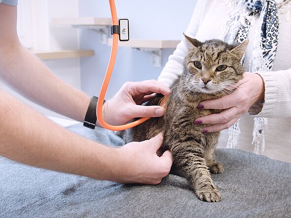 Hier sieht man eine ältere getigerte Katze, die mit dem Stethoskop abgehört wird. 