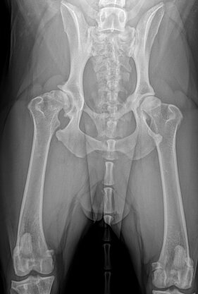 Hochgradige Coxarthrose bei einem Hund
