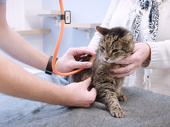 Hier sitzt eine ältere getigerte Katze auf dem Untersuchungstisch und wird mit einem Stethoskop abgehört.
