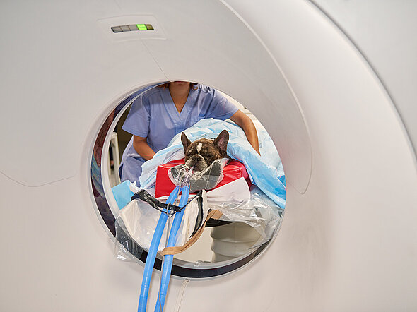 Dieses Bild zeigt eine kleine französische Bulldogge im Computertomographen. Er wird über zwei lange blaue Schläuche mit Sauerstoff und Narkosegas versorgt. Im Hintergrund sieht man eine Tiermediznische Fachangestellte, die ihn korrekt lagert für die Untersuchung.