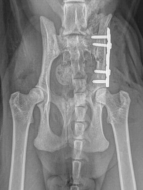Iliumfraktur links, Katze, post OP