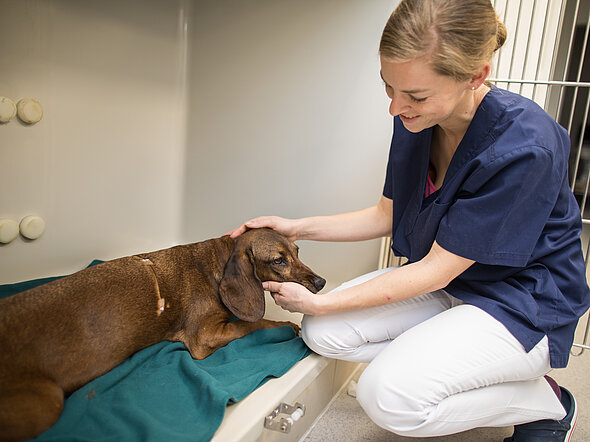 Hier kniet eine Tiermedizinische Fachangestellte vor einer Hundebox, in der ein mittelgroßer brauner Hund liegt. Sie hält seinen Kop und streichelt ihn liebevoll. 
