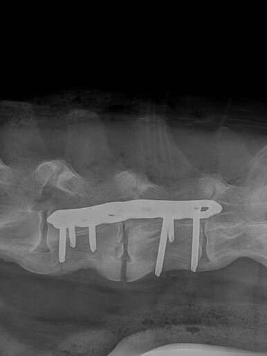 Wirbelfraktur Hund, post OP