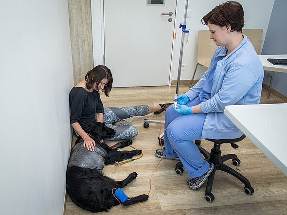 Hier sieht man einen Hund, der eine Chemotherapie erhält. Er liegt auf dem Boden, seine Besitzerin ist bei ihm. Eine TFA gibt über eine Infusion das Medikament. 