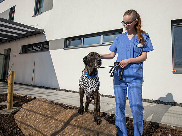 Jeder Hund geht 4 mal täglich Gassi