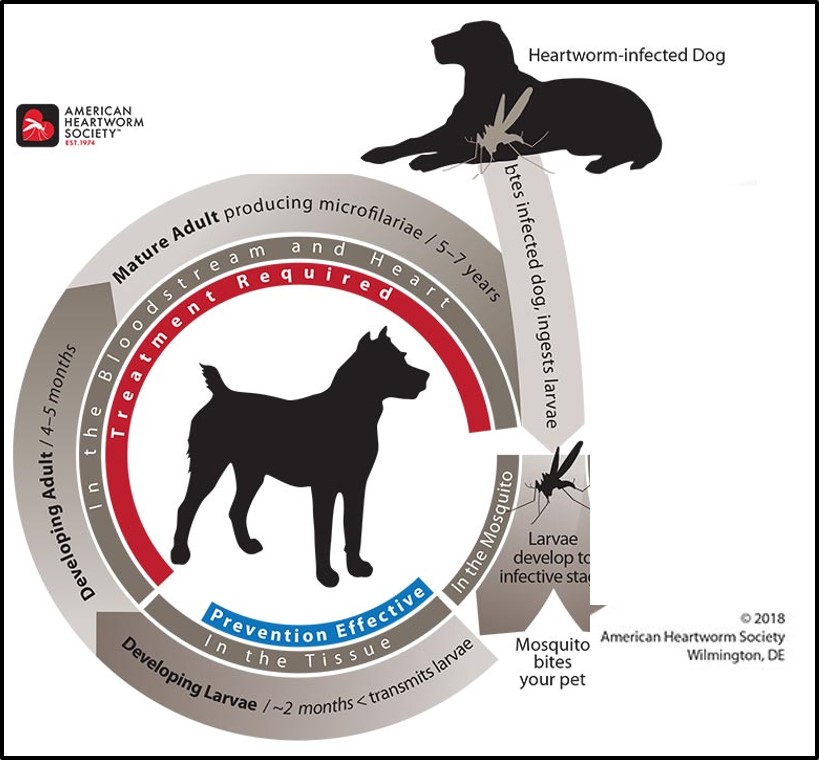 Abbildung 2: Hier wird der Lebenszyklus der Herzwürmer schematisch dargestellt. Mit freundlicher Genehmigung der American Heartworm Society. https://www.heartwormsociety.org/pet-owner-resources/2014-03-24-22-40-20 