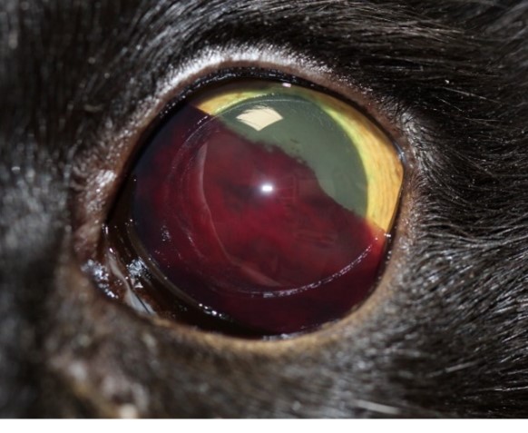 Abb 3: Katze mit Blut im Auge – auch eine Folge des Bluthochdrucks