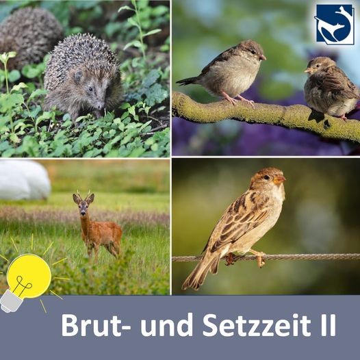 Brut- und Setzzeit II | Tierklinik Hofheim