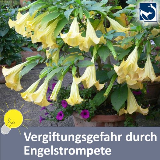 wann zitrone düngen ProviPlant Zitrus-Dünger: Zitrone Limone Orange Grapefruit (Citrus) main image 0