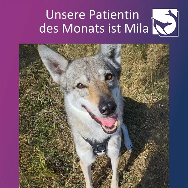 Mila ist unsere Patientin des Monats Tierklinik Hofheim