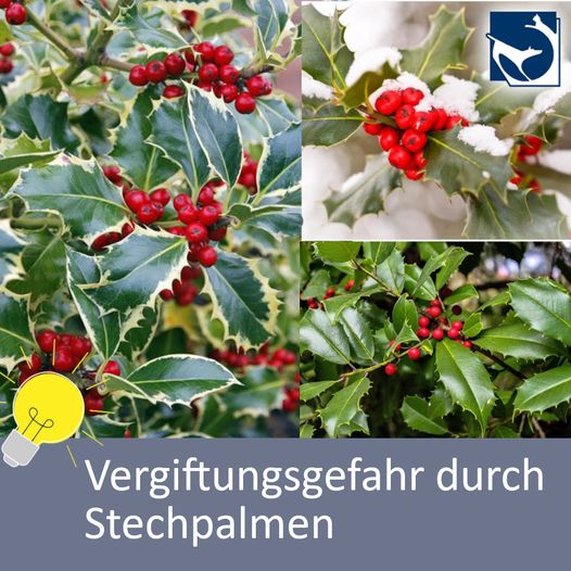 taxus baccata hochstamm Taxus baccata auf Stamm